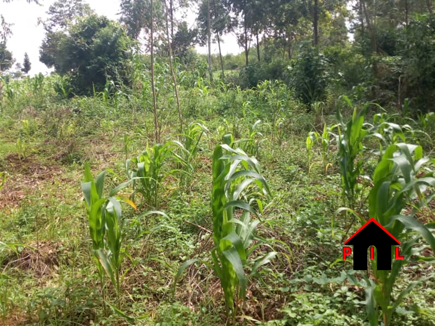 Agricultural Land for sale in Nakawuka Wakiso