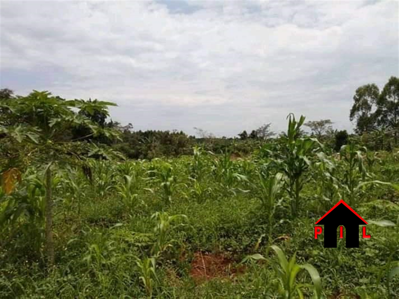 Agricultural Land for sale in Katuugo Luweero