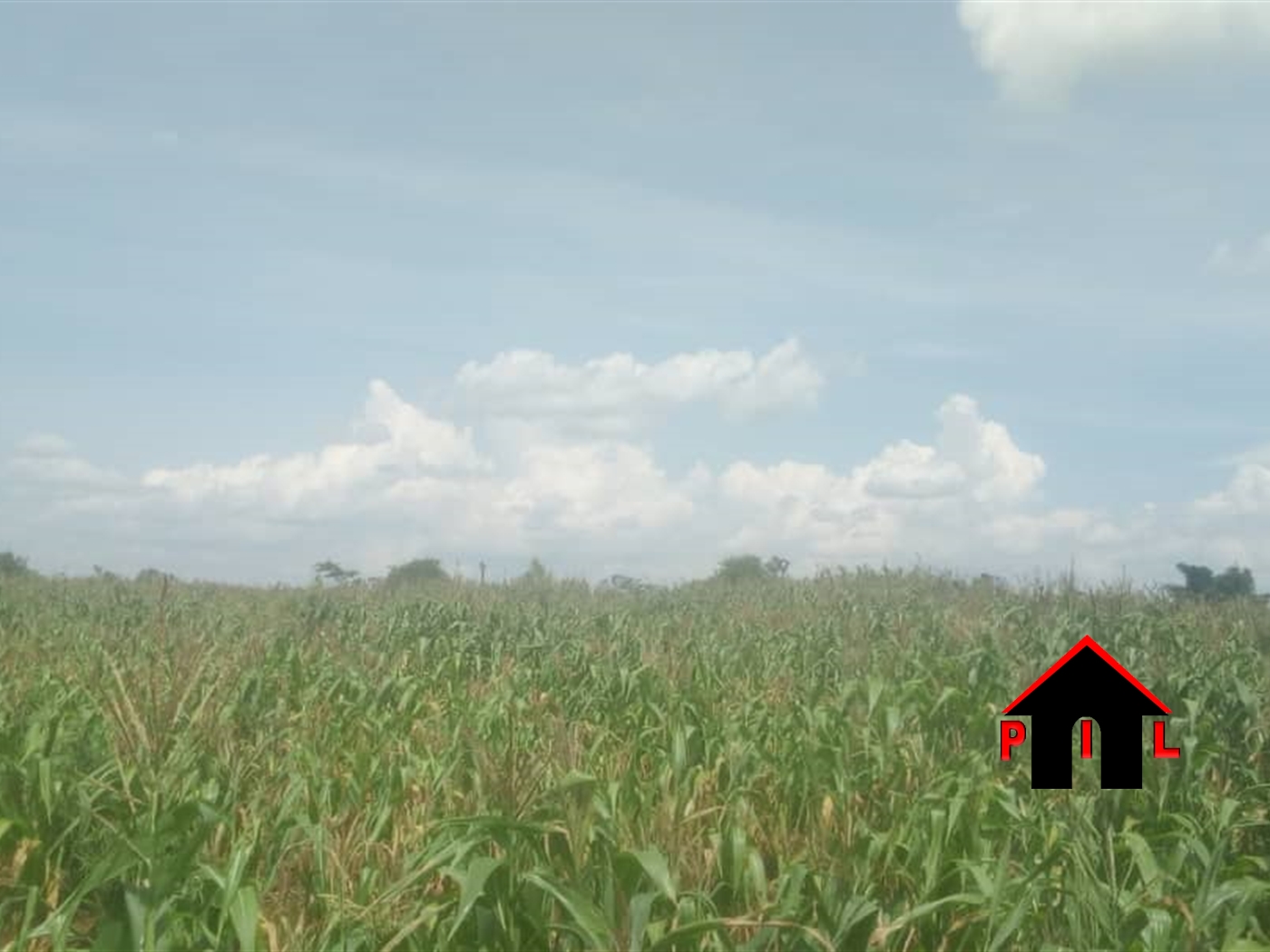 Agricultural Land for sale in Wakyato Nakaseke