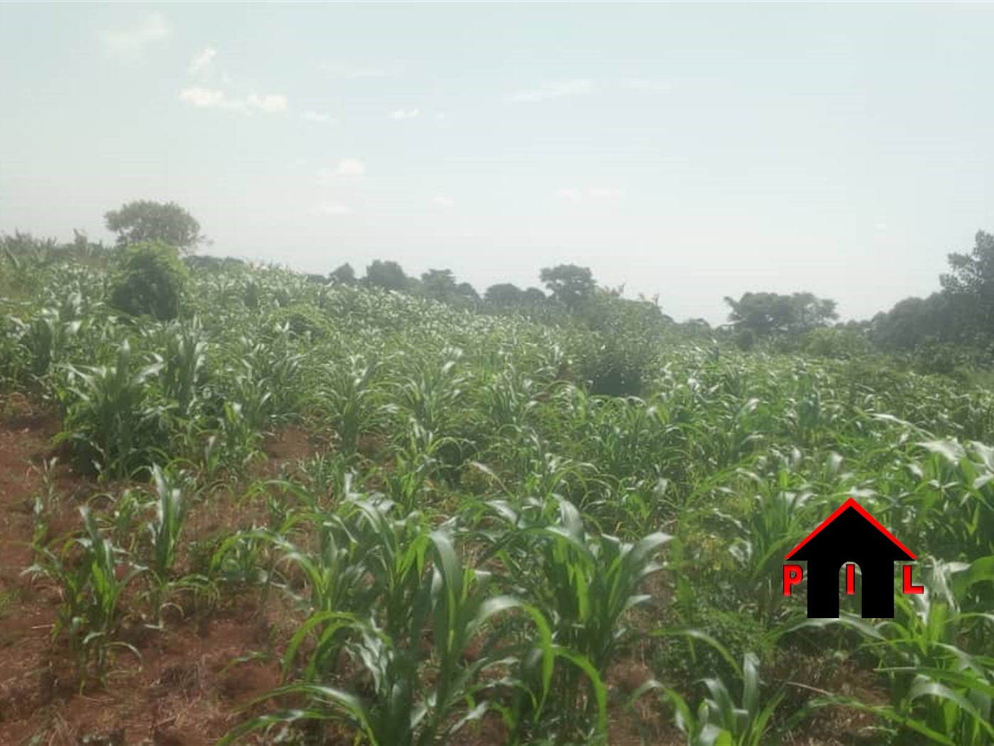 Agricultural Land for sale in Bubuubi Luweero