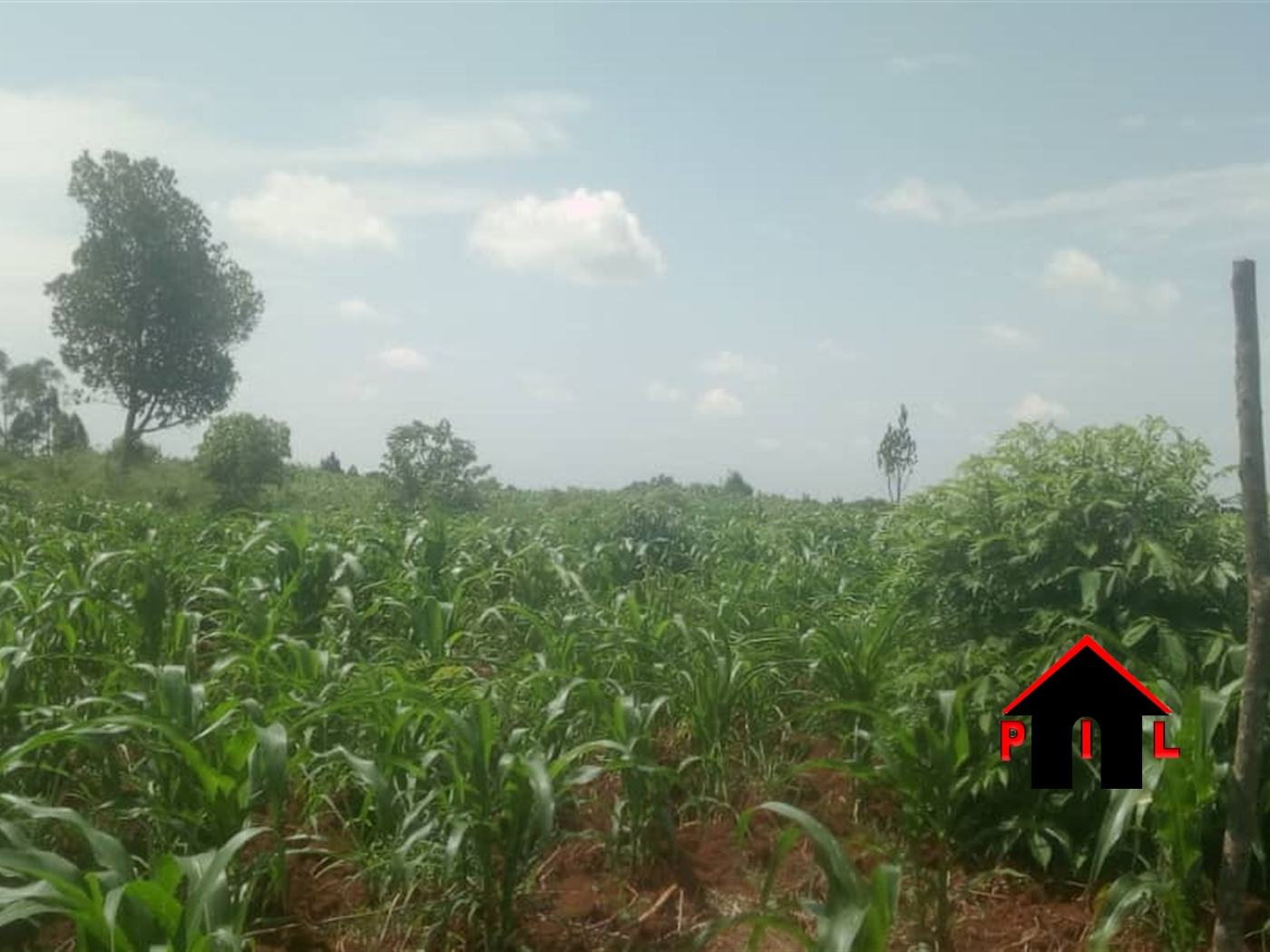 Agricultural Land for sale in Bubuubi Luweero