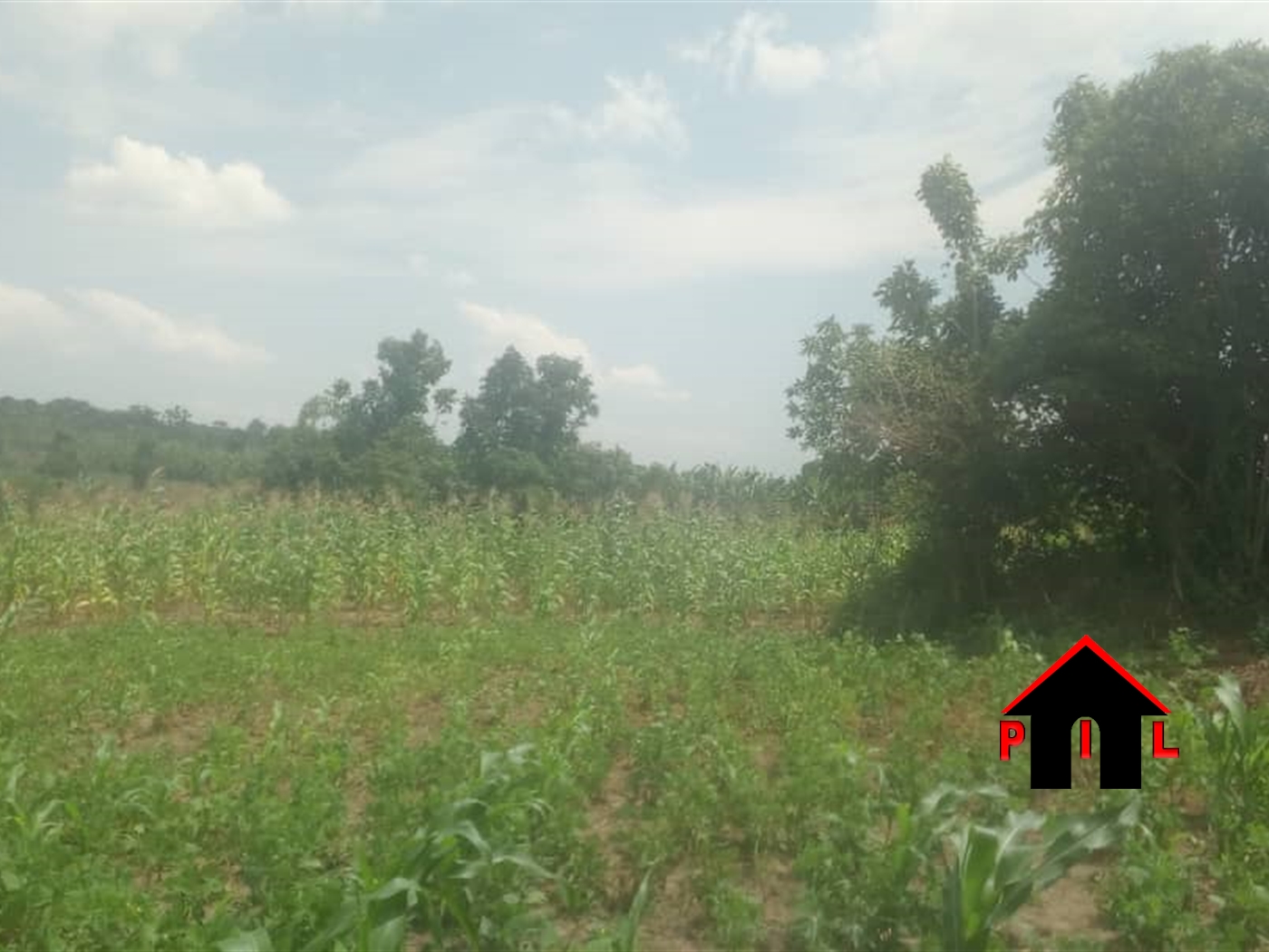 Agricultural Land for sale in Bubuubi Luweero