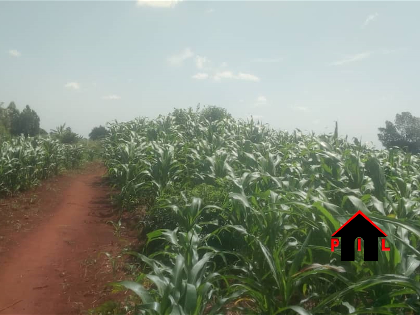 Agricultural Land for sale in Bubuubi Luweero