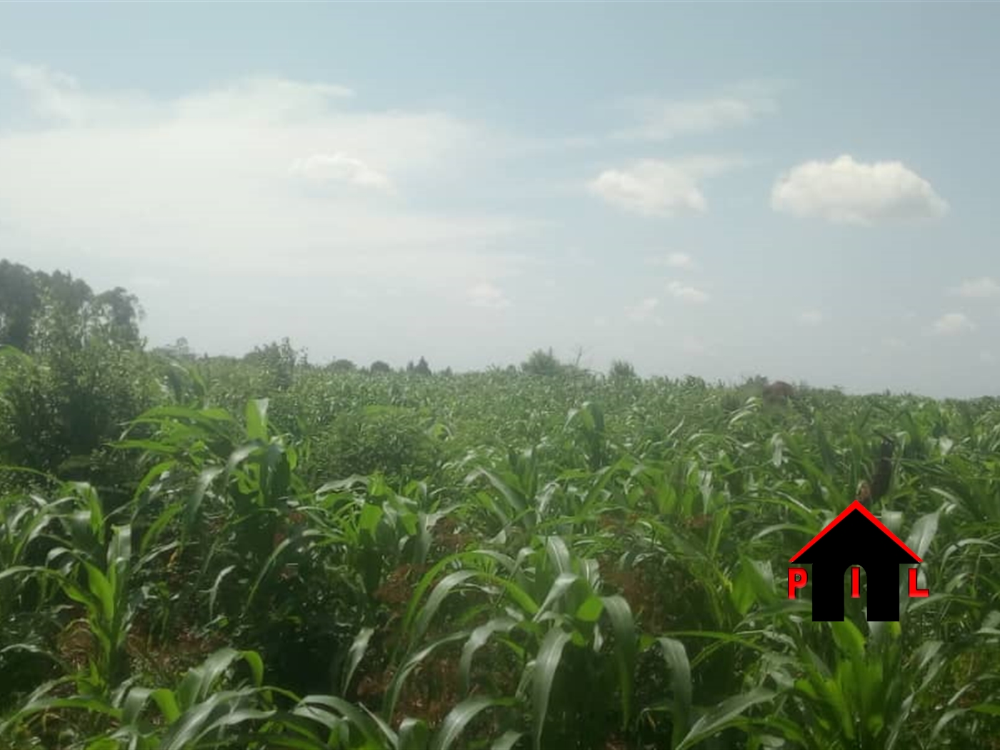 Agricultural Land for sale in Bubuubi Luweero