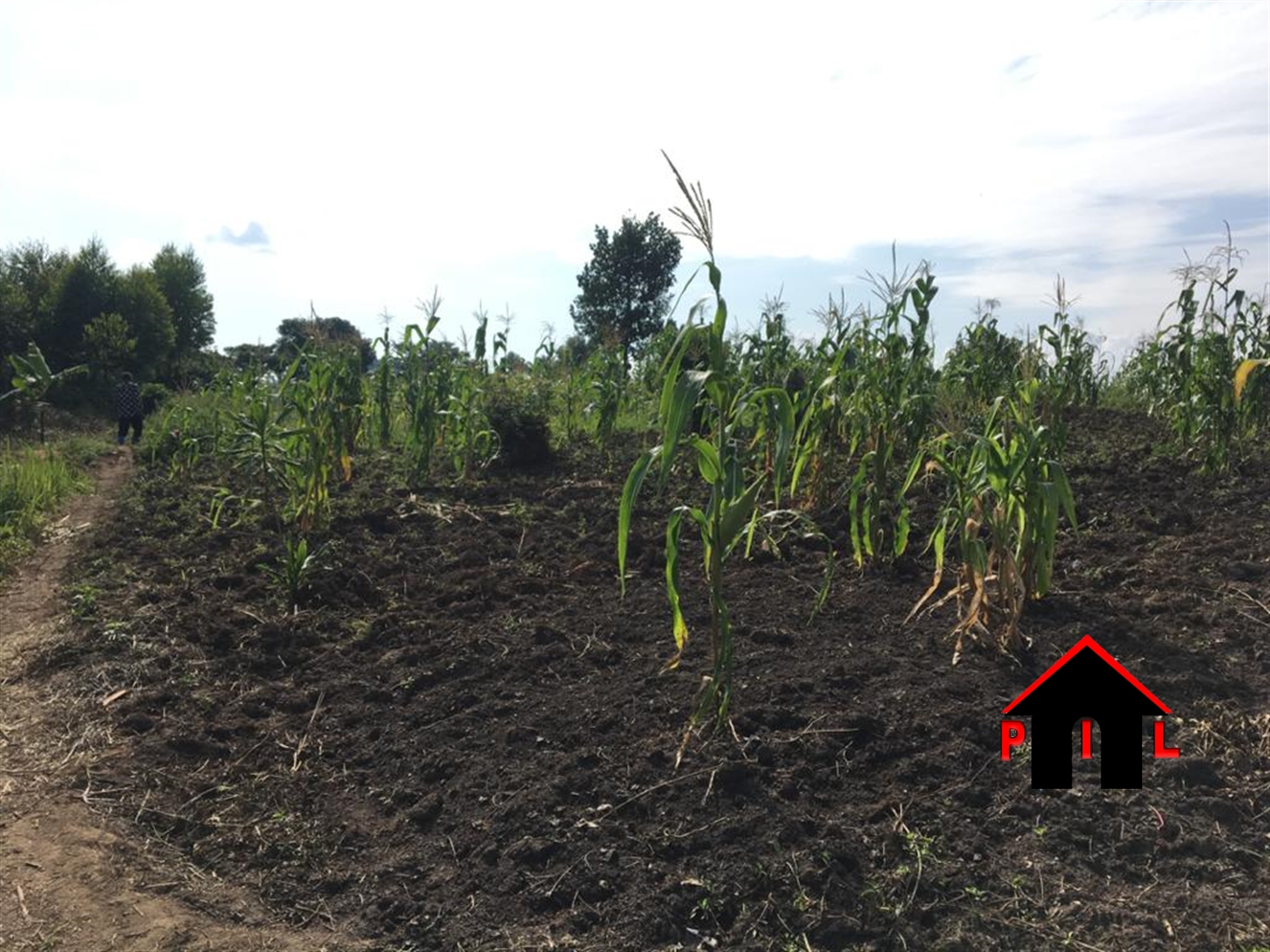 Agricultural Land for sale in Nkoowe Wakiso