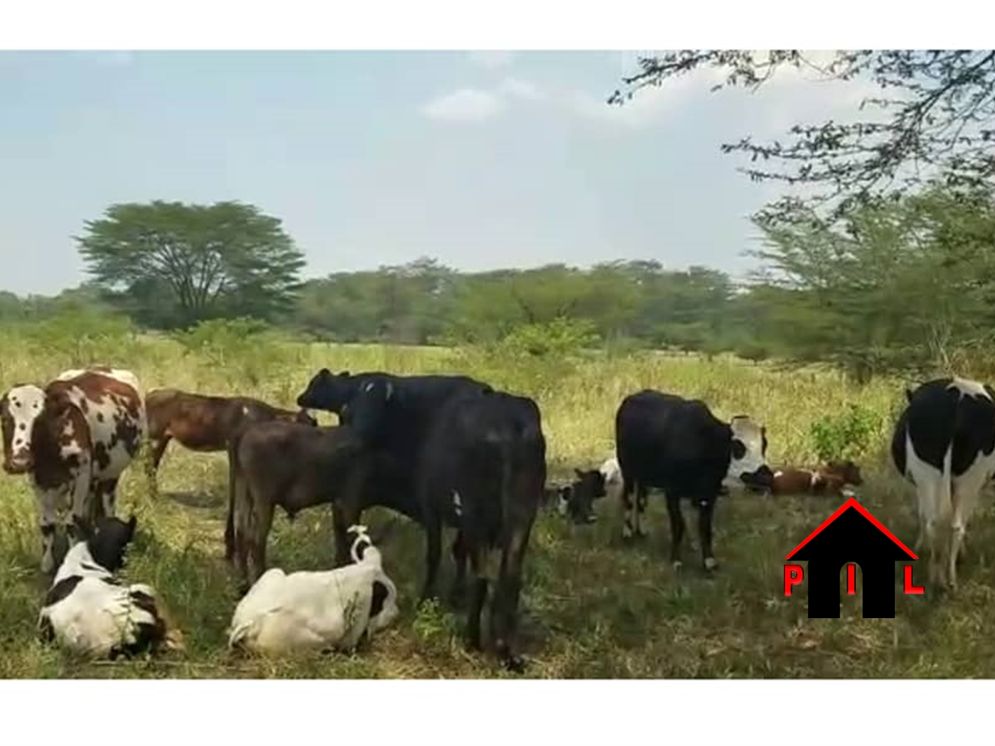 Residential Land for sale in Namulonge Wakiso