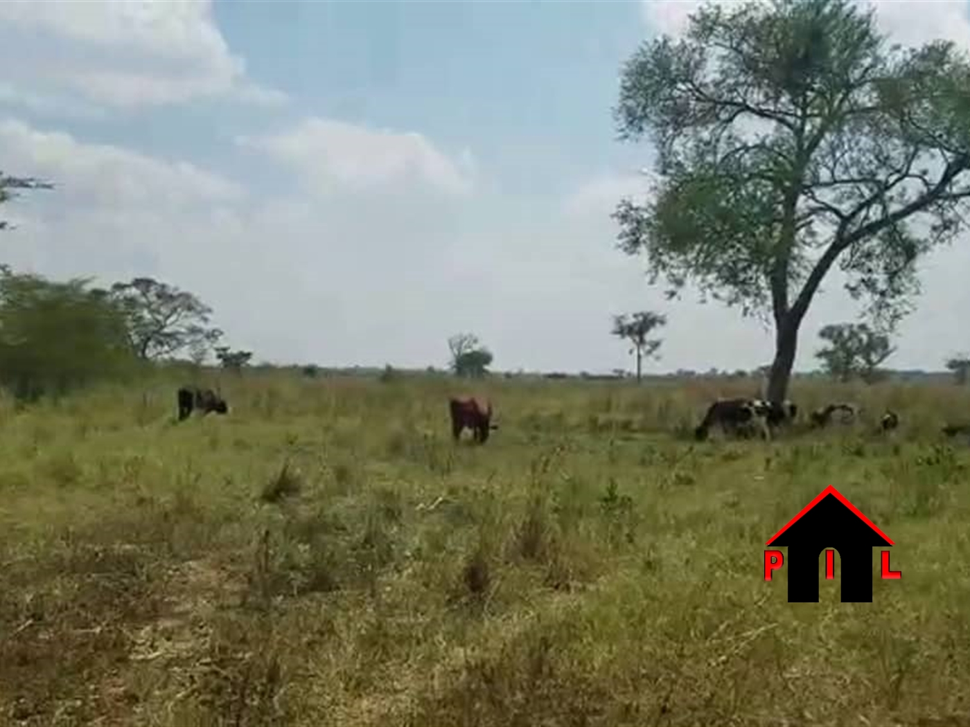 Residential Land for sale in Namulonge Wakiso