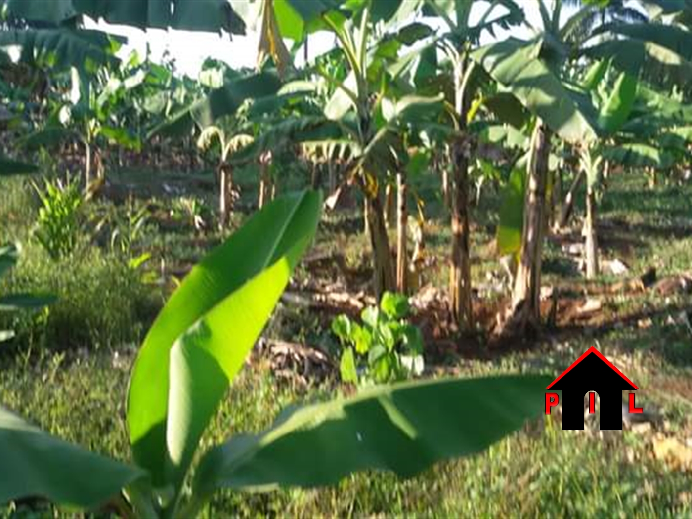 Agricultural Land for sale in Ssempa Luweero