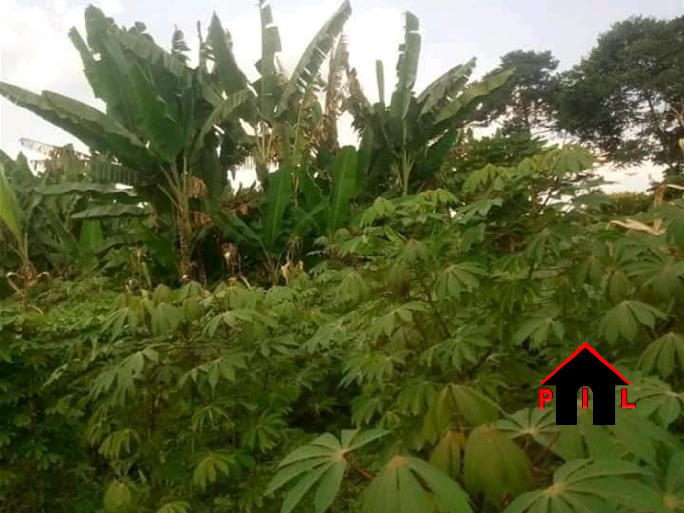 Agricultural Land for sale in Nalongo Luweero