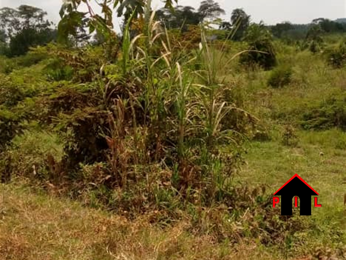 Agricultural Land for sale in Kabulamulilo Nakaseke