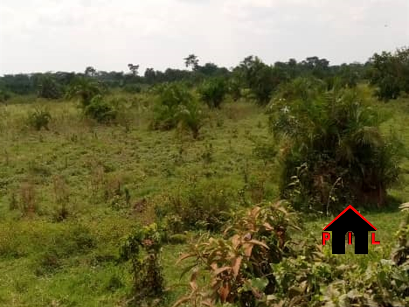 Agricultural Land for sale in Kabulamulilo Nakaseke