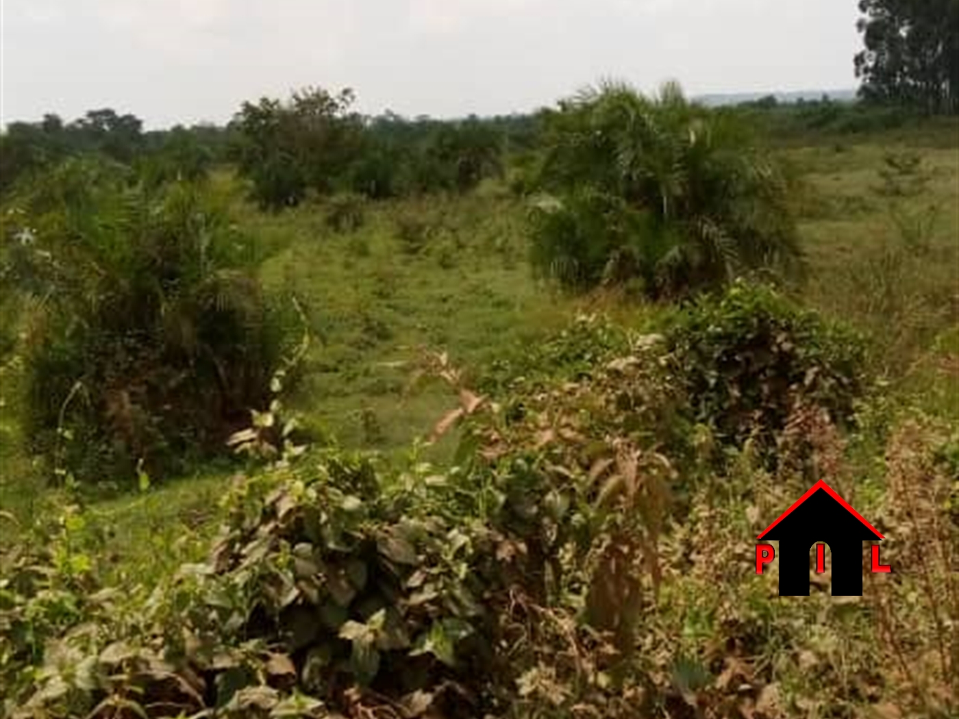 Agricultural Land for sale in Kabulamulilo Nakaseke