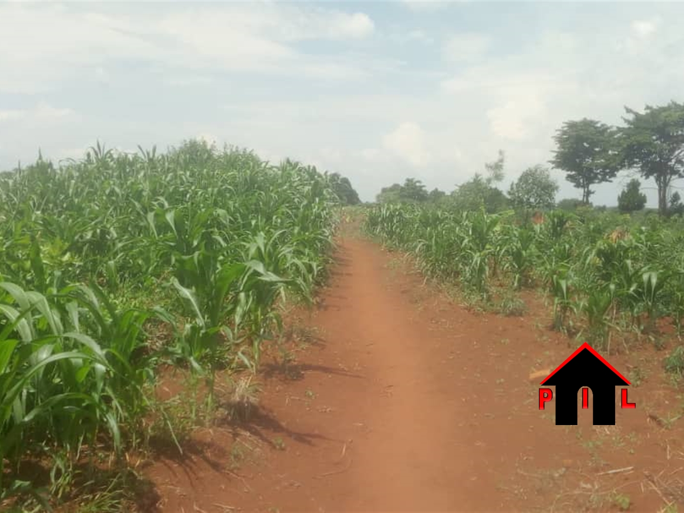 Agricultural Land for sale in Bubuubi Luweero