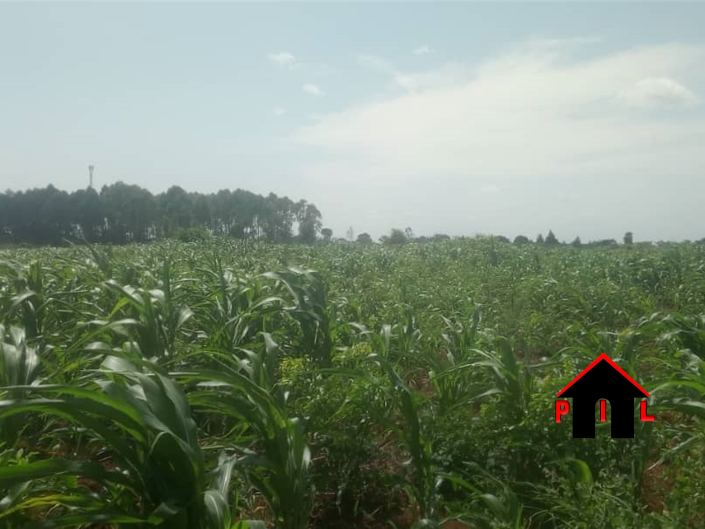 Agricultural Land for sale in Bubuubi Luweero