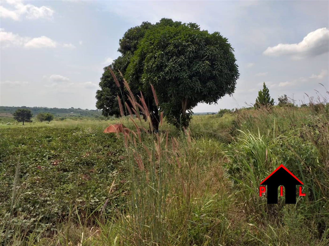 Agricultural Land for sale in Ziloobwe Luweero