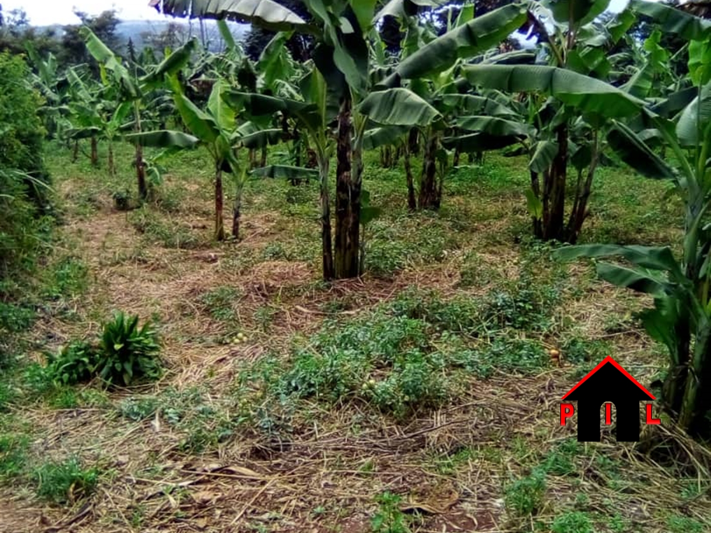 Agricultural Land for sale in Bujuuko Wakiso