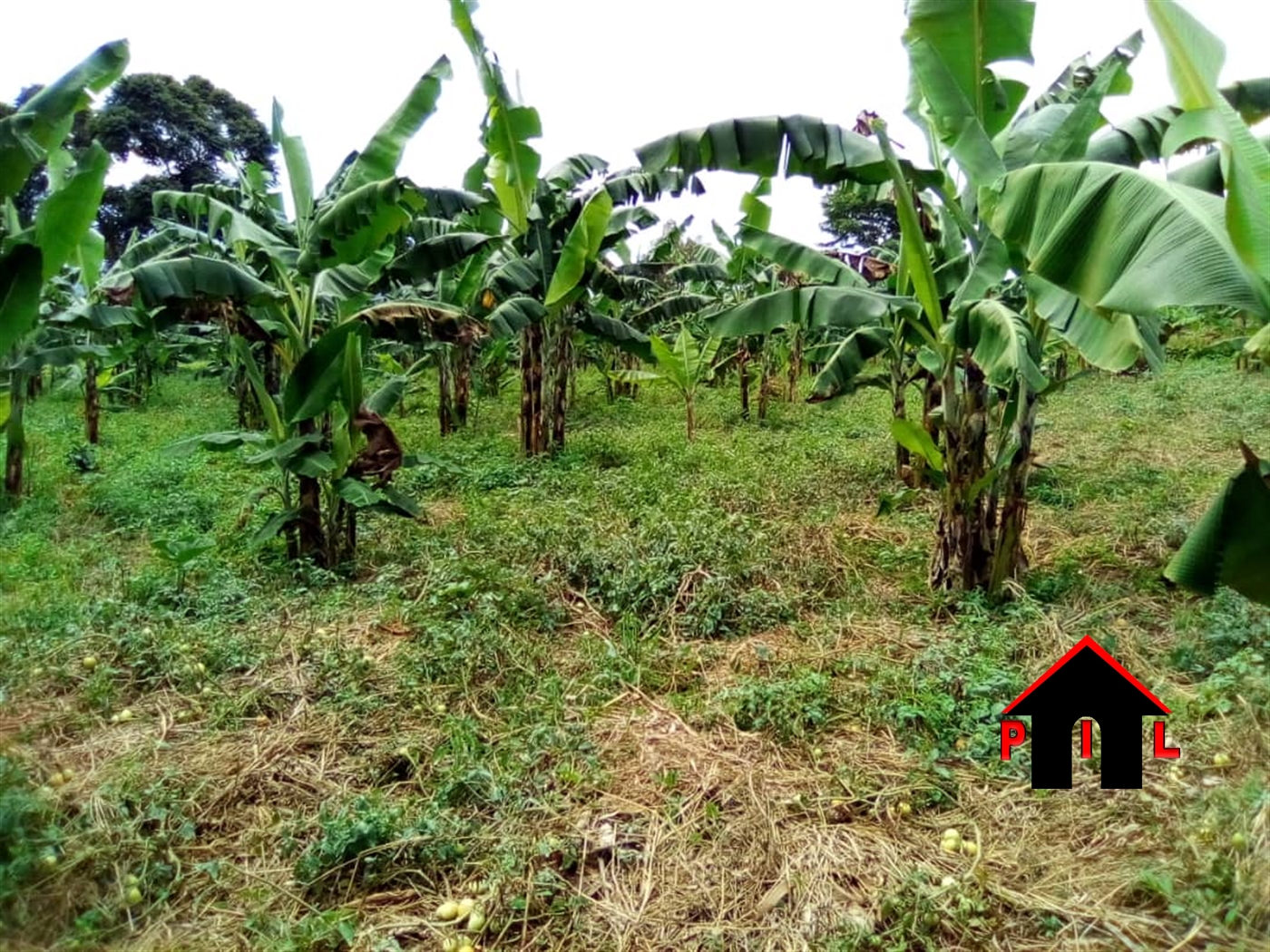 Agricultural Land for sale in Bujuuko Wakiso