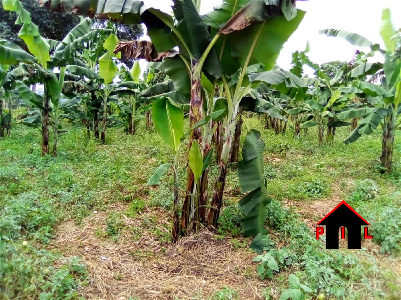 Agricultural Land for sale in Bujuuko Wakiso