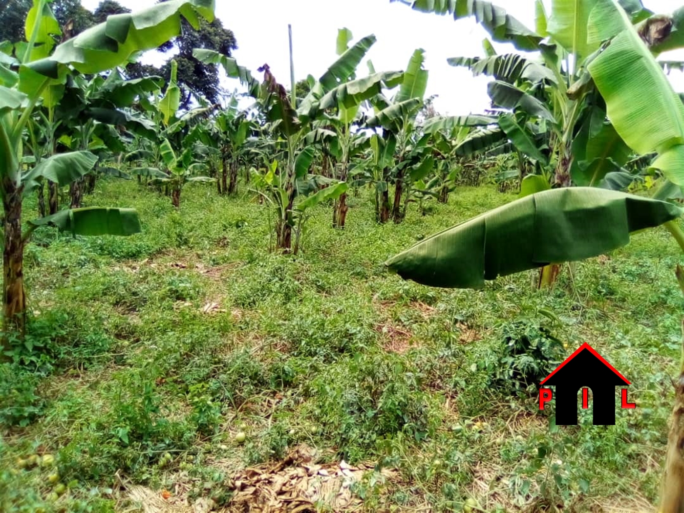 Agricultural Land for sale in Bujuuko Wakiso