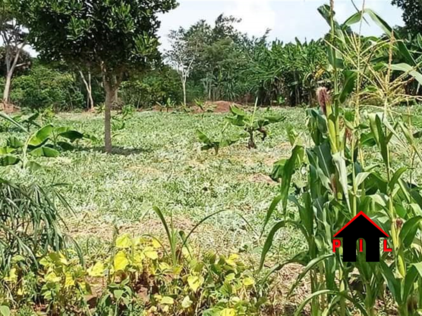 Agricultural Land for sale in Kikuusa Luweero