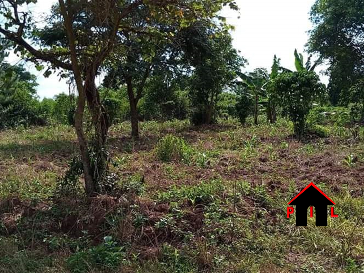 Agricultural Land for sale in Kikuusa Luweero