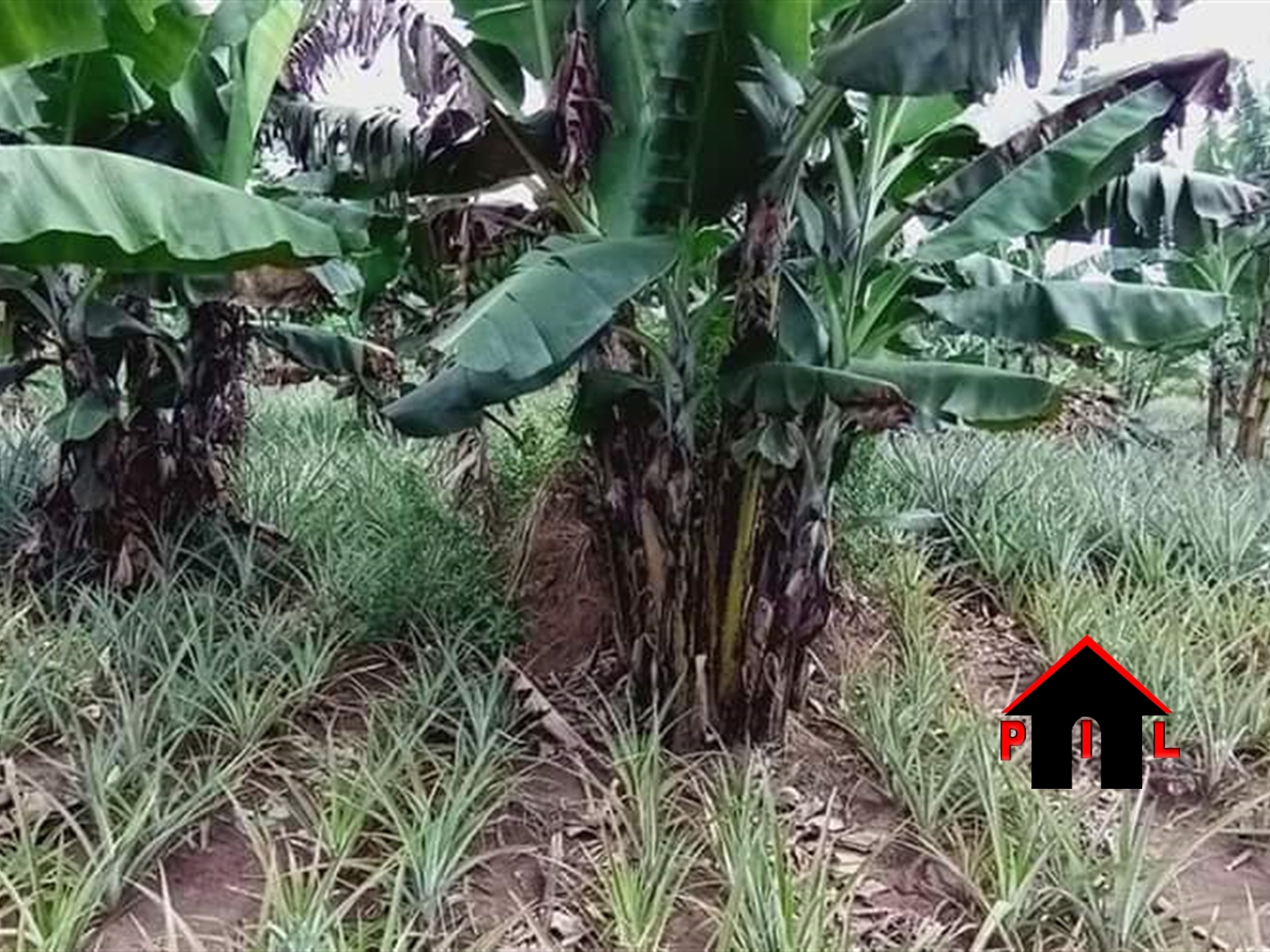 Agricultural Land for sale in Kikuusa Luweero