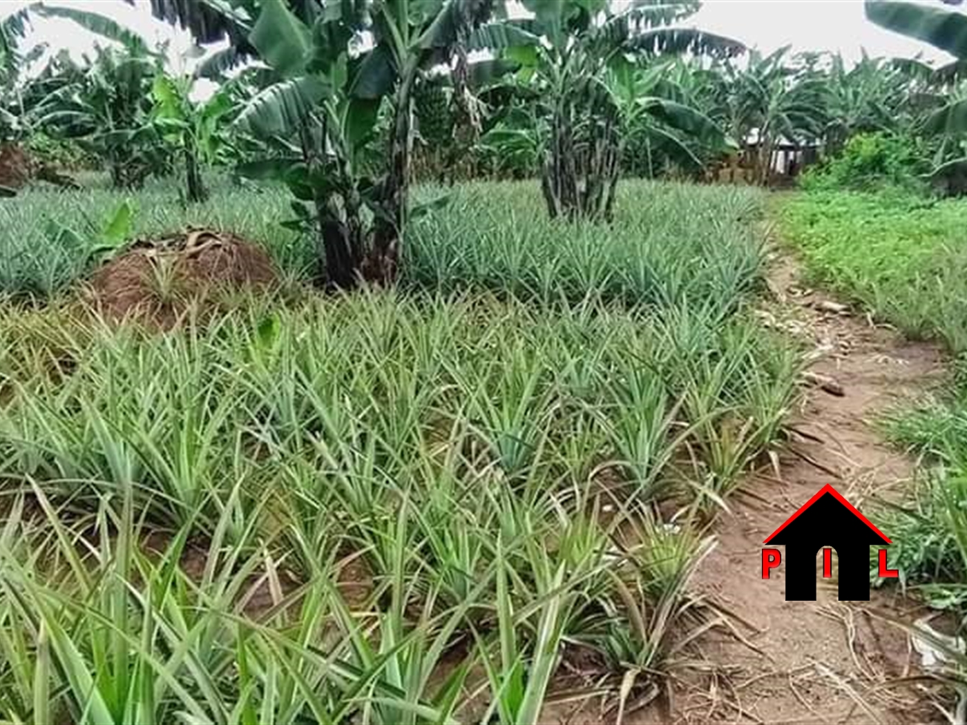 Agricultural Land for sale in Kikuusa Luweero