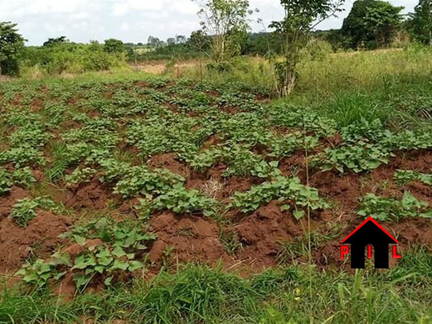 Agricultural Land for sale in Kikuusa Luweero