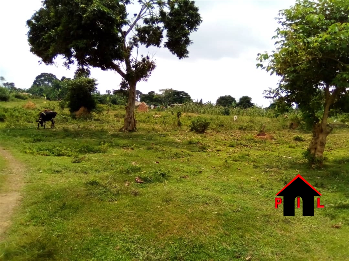 Agricultural Land for sale in Lukalu Jinja