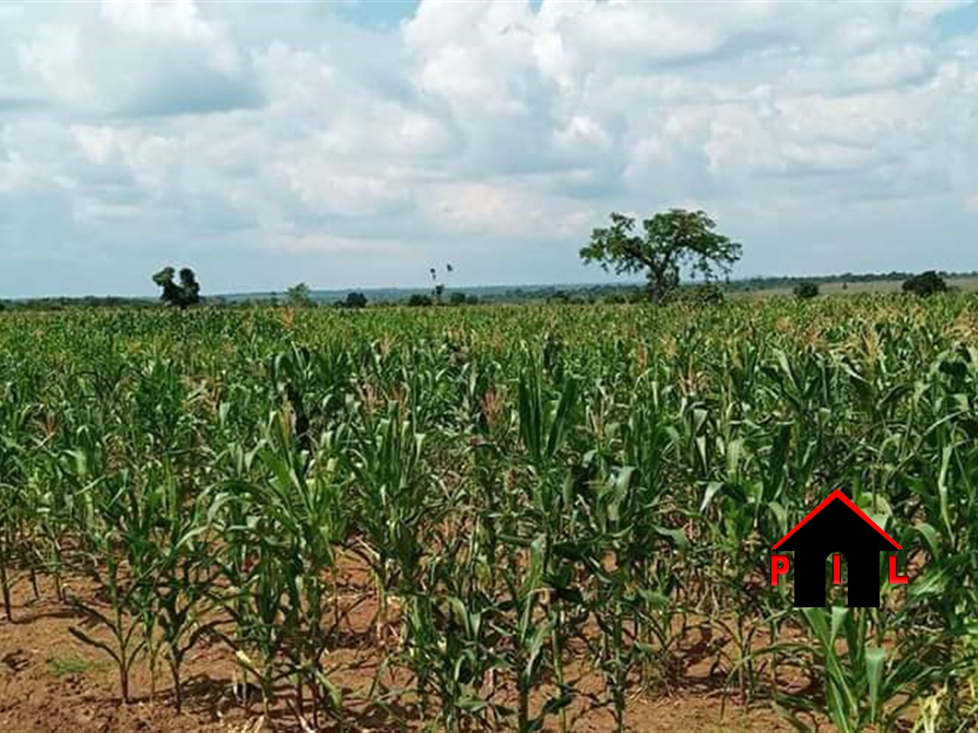 Agricultural Land for sale in Kikyuusa Luweero