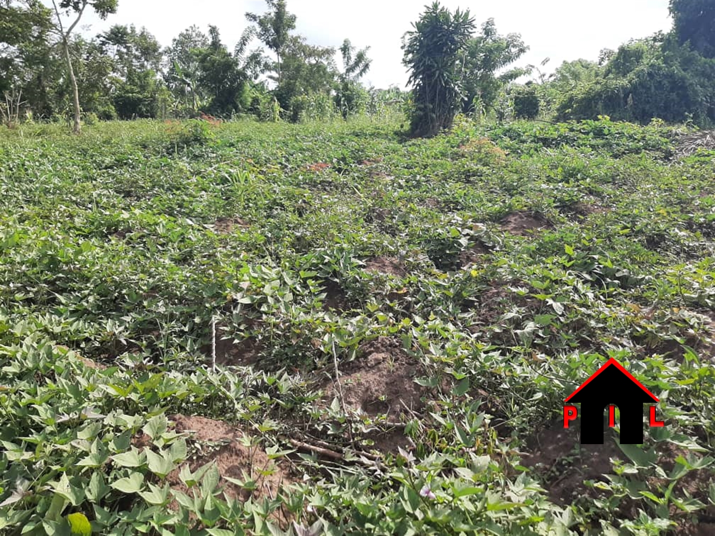 Agricultural Land for sale in Ziloobwe Luweero