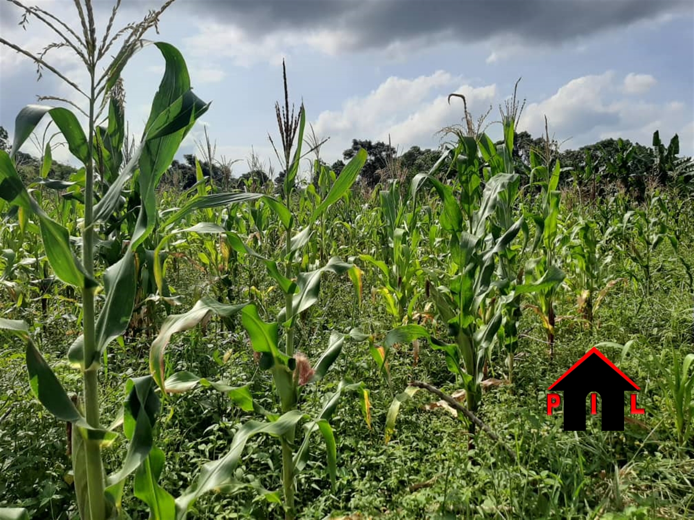 Agricultural Land for sale in Nakabito Luweero