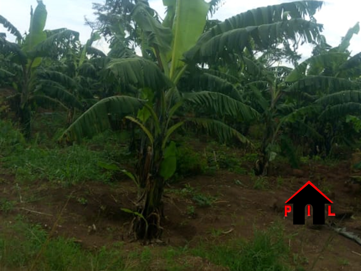 Agricultural Land for sale in Namirembe Nakaseke