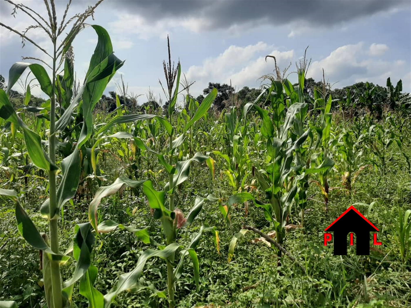 Agricultural Land for sale in Kamila Luweero