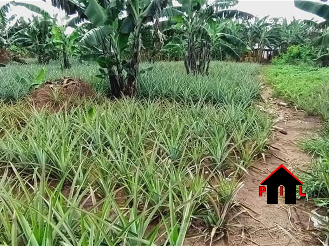 Agricultural Land for sale in Nakisunga Mukono