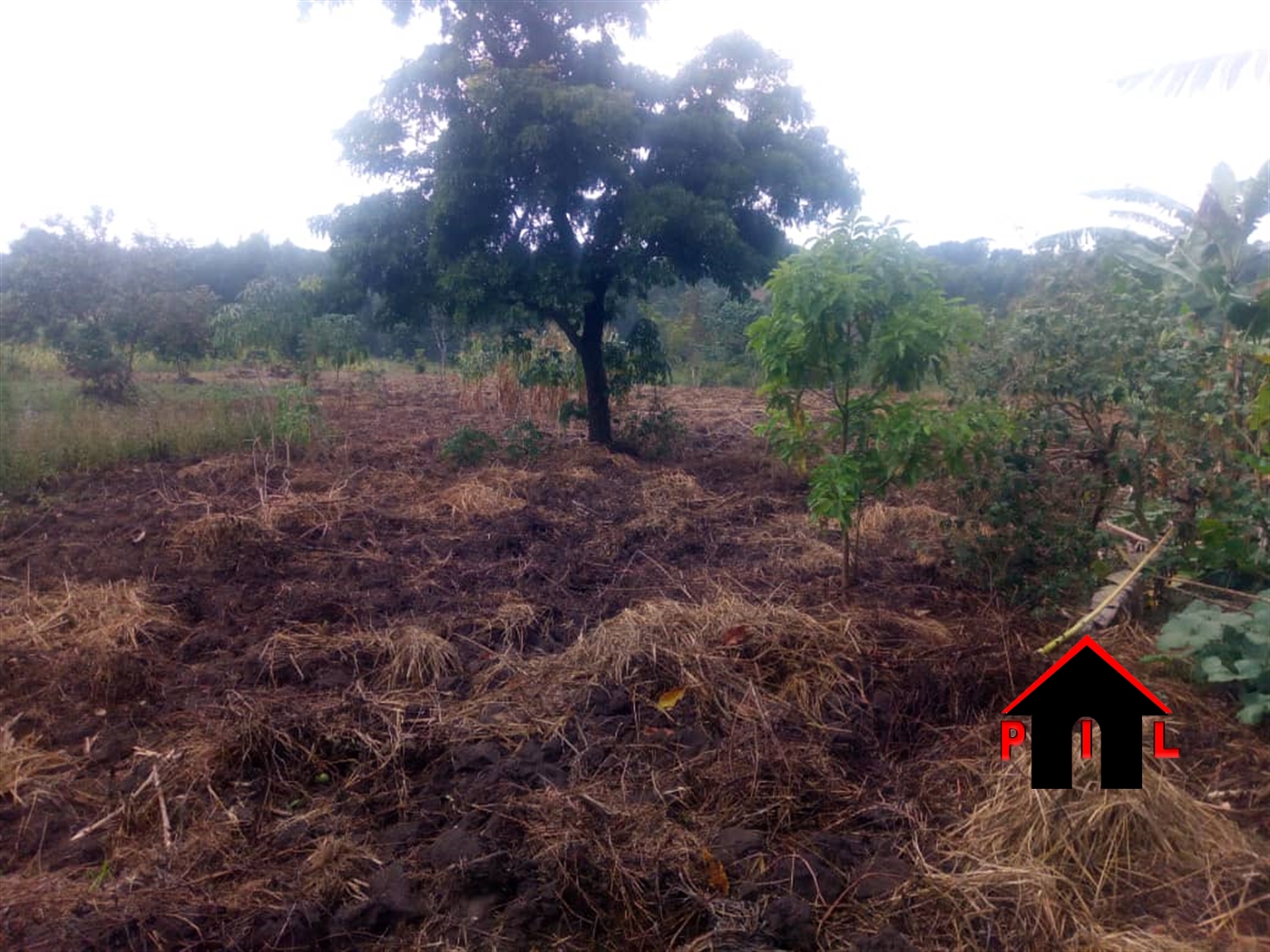 Agricultural Land for sale in Miseebe Mityana