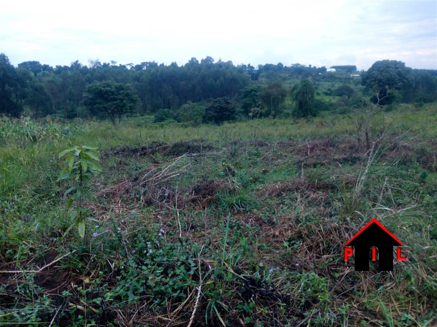 Agricultural Land for sale in Miseebe Mityana