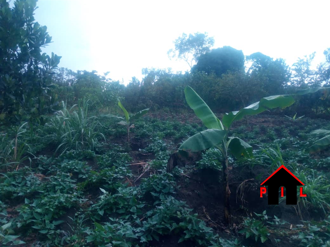 Agricultural Land for sale in Miseebe Mityana