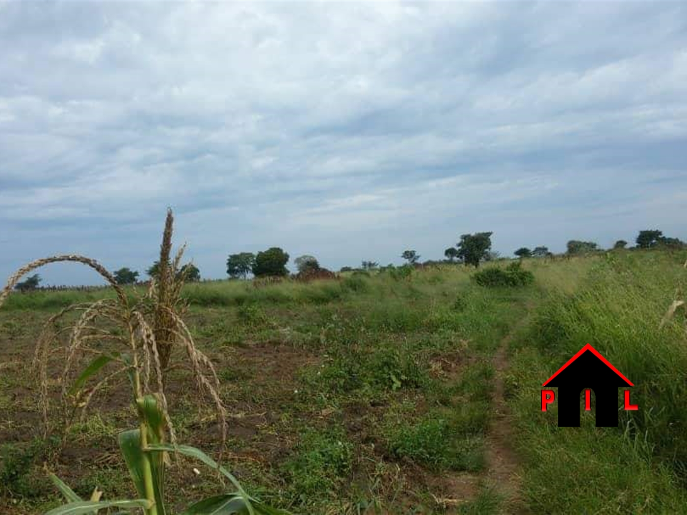 Agricultural Land for sale in Bugerere Kayunga