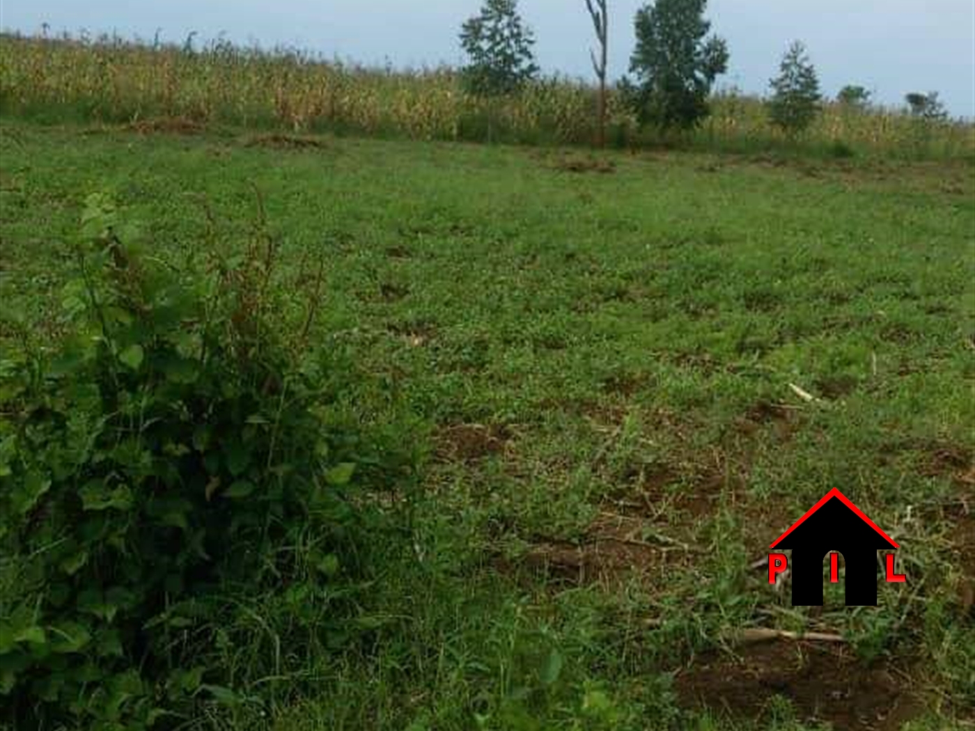 Agricultural Land for sale in Bugerere Kayunga