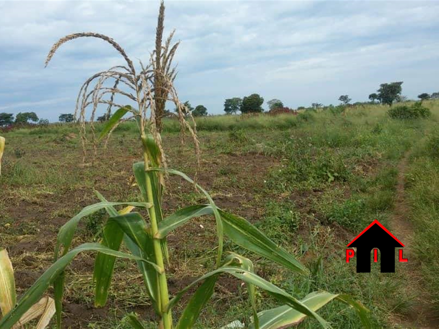 Agricultural Land for sale in Bugerere Kayunga