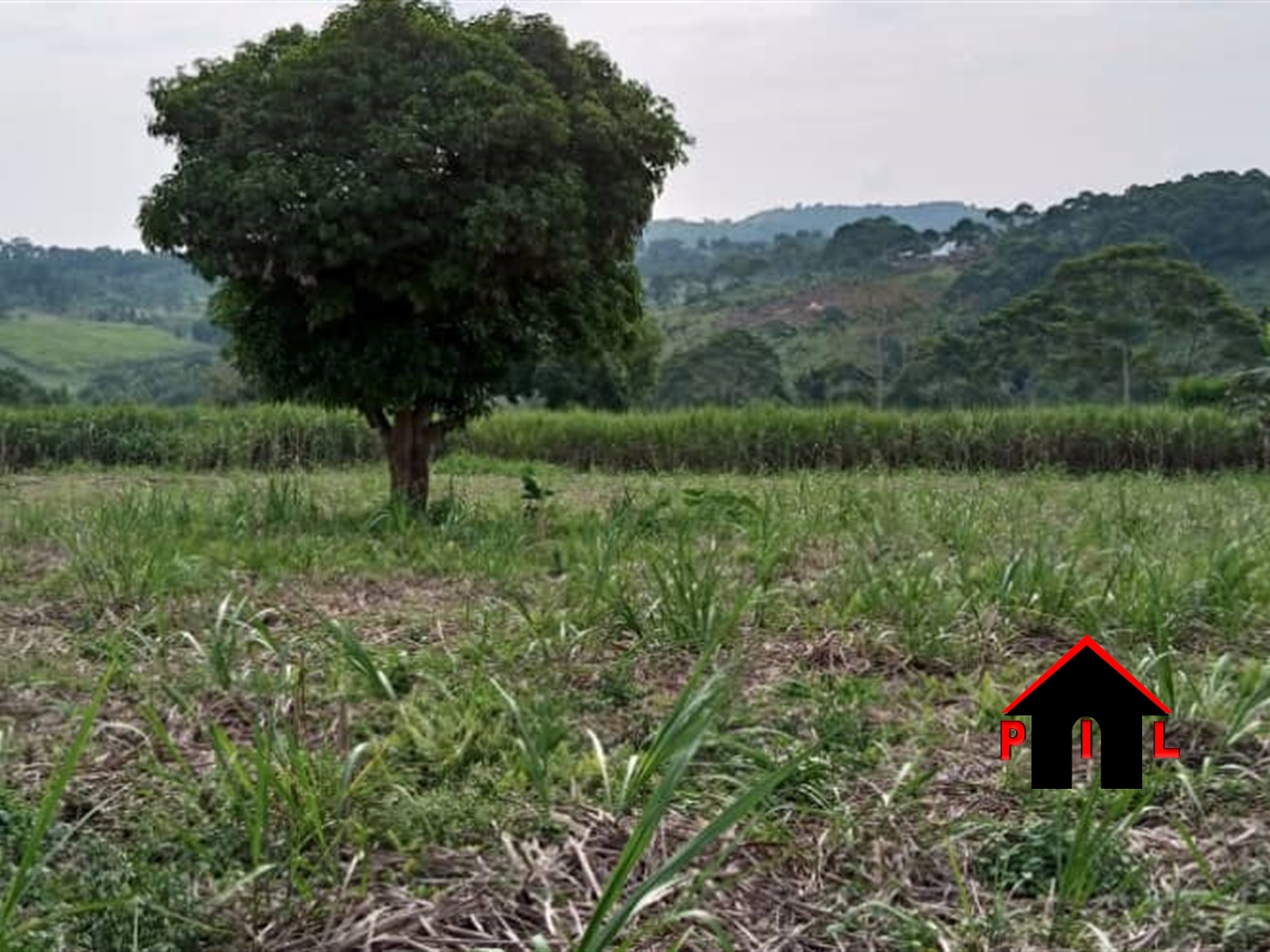 Agricultural Land for sale in Nkokonjeru Mukono