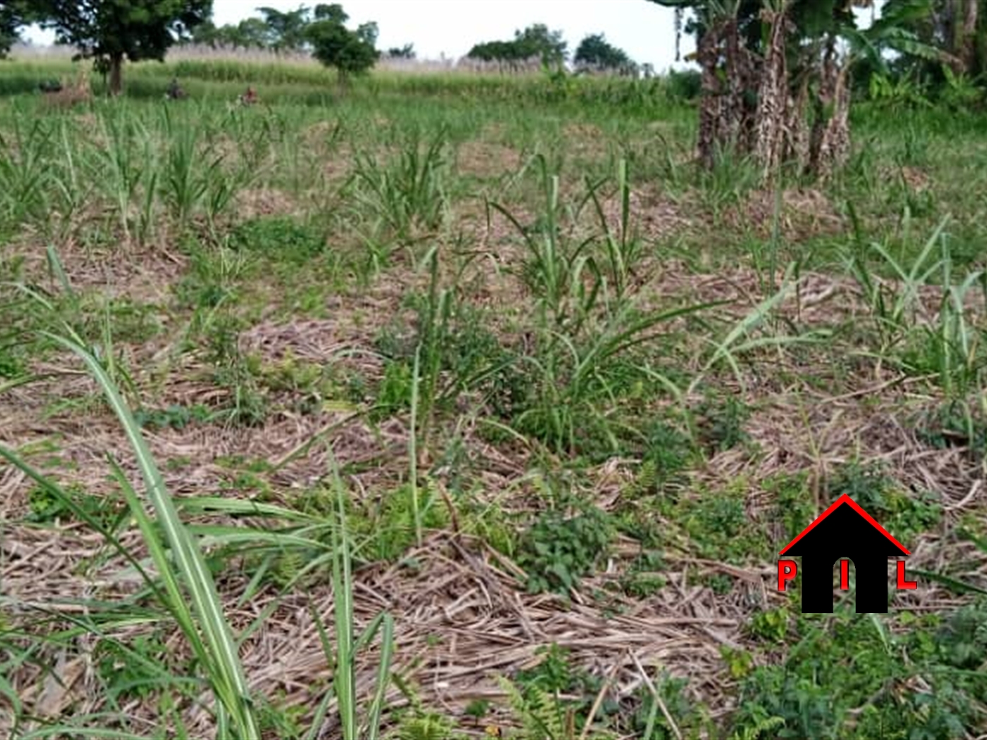 Agricultural Land for sale in Kiyoola Mukono