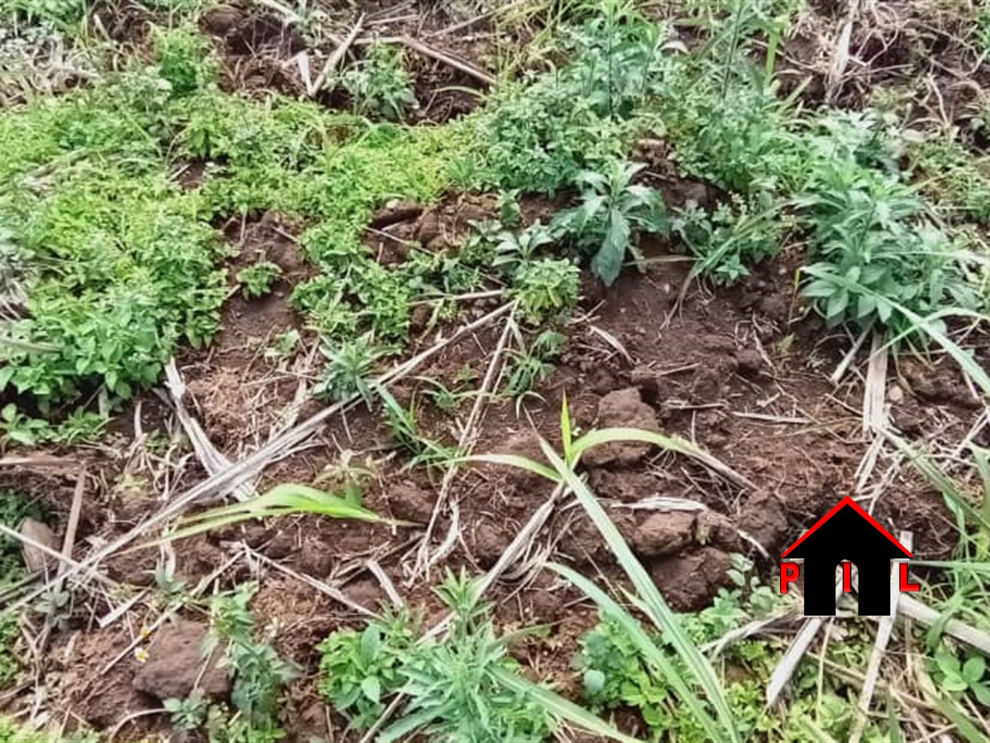 Agricultural Land for sale in Kiyoola Mukono