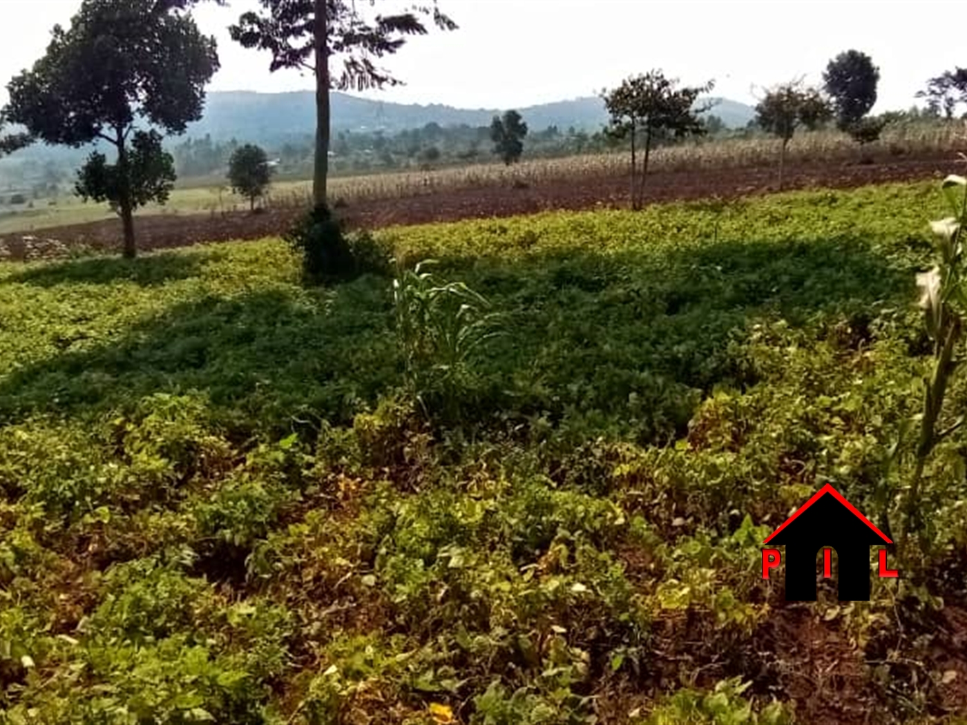 Agricultural Land for sale in Maya Masaka