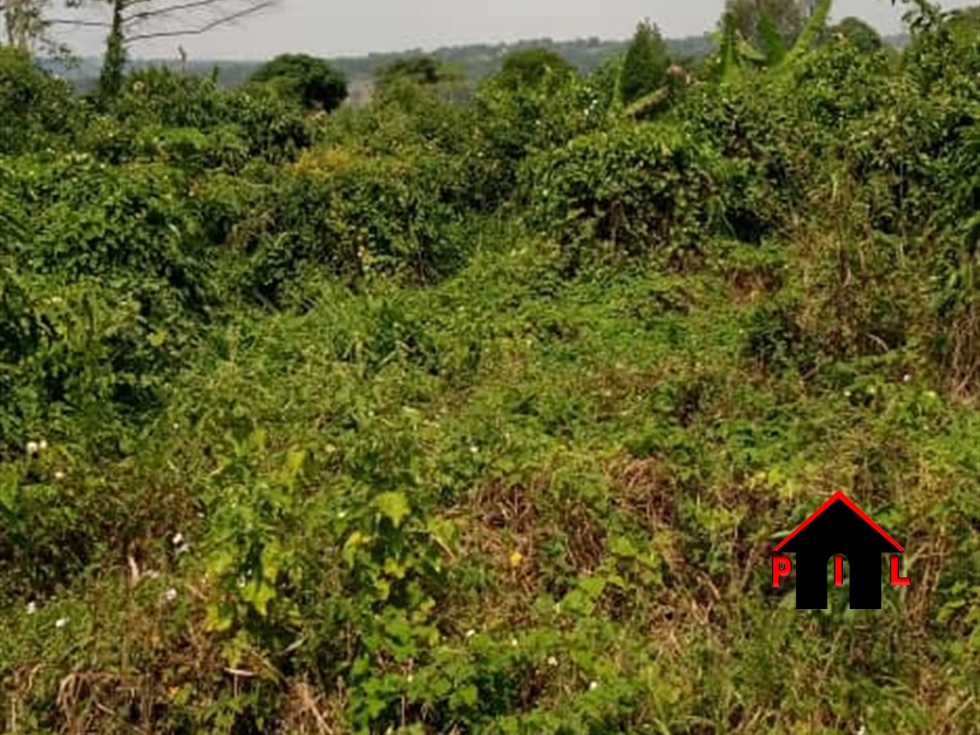 Agricultural Land for sale in Busunjju Mityana