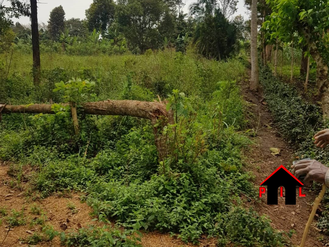 Agricultural Land for sale in Kasangati Wakiso