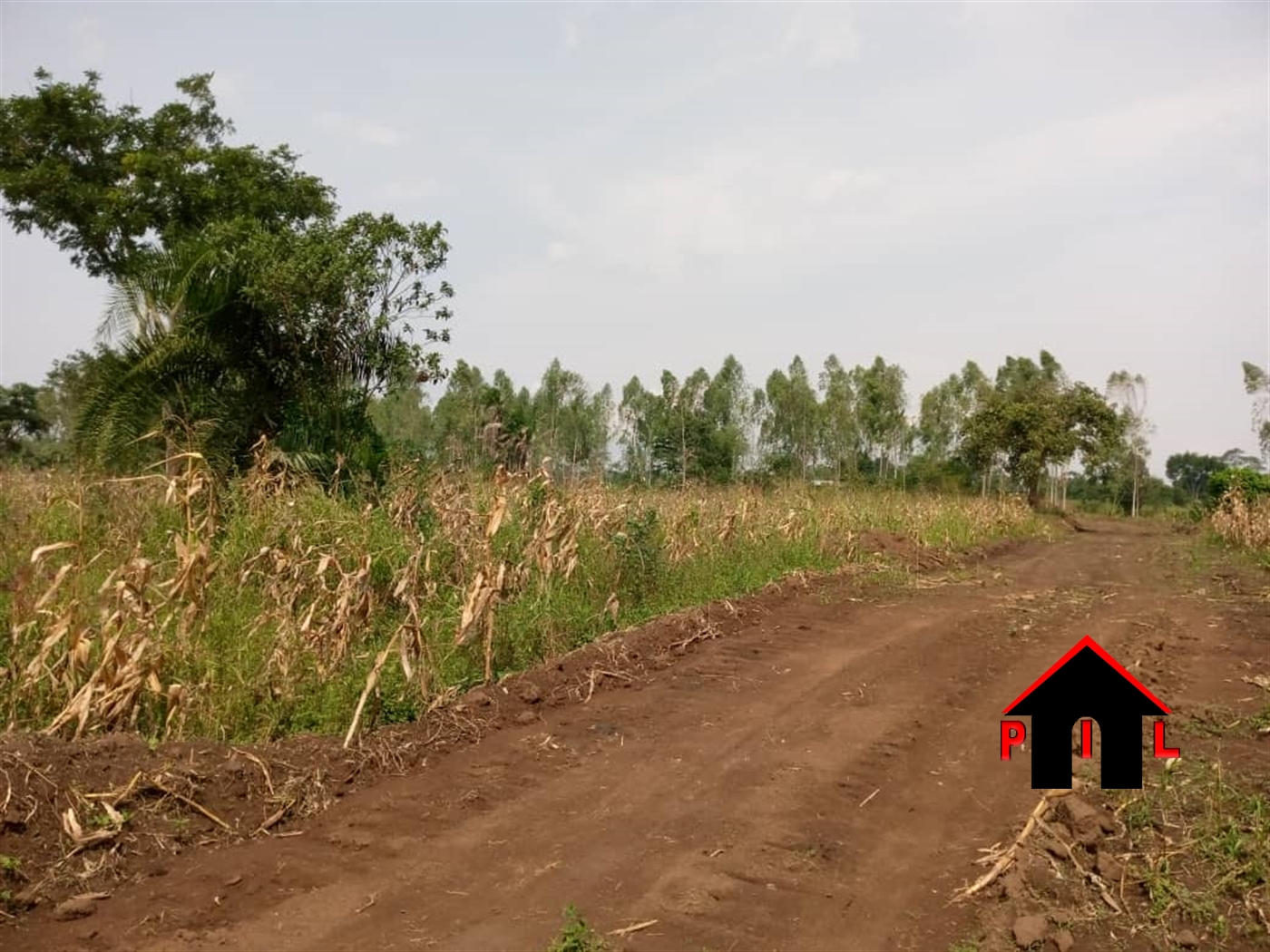 Agricultural Land for sale in Kitungwa Nakaseke