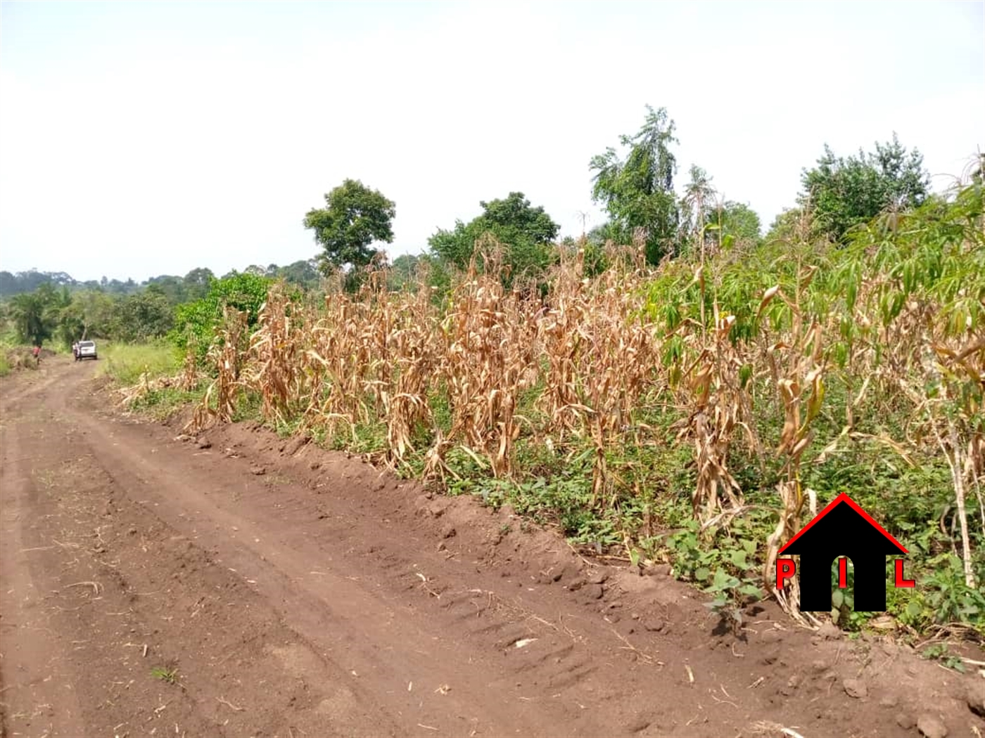 Agricultural Land for sale in Kitungwa Nakaseke
