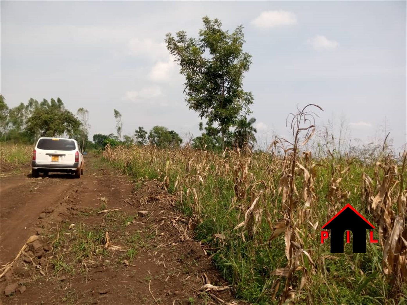 Agricultural Land for sale in Kitungwa Nakaseke